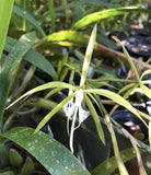 Orchid Plants Epidendrum Ciliare orchid species Orchids