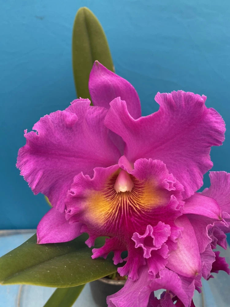 Pink orchid bloom with ruffled petals and yellow throat, on green leaves