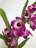 (651-1)  Den.Asian Smile 'Cutie Girl'         young plant Orchids