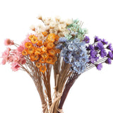 300 PCS Dried Flowers Brazilian Small Star Daisy 15 Inch Decorative Natural Dried Flower