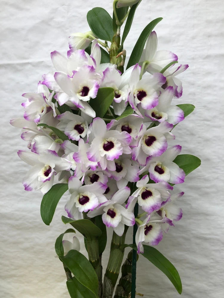 (262-4) Den.Love Memory Fizz     young plant Orchids