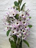 (262-4) Den.Love Memory Fizz     young plant Orchids