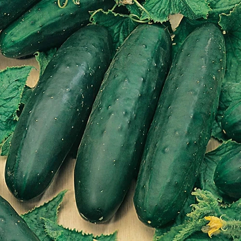 25 Marketmore 76 Cucumber Seeds Heirloom Garden Non-GMO Seeds Free Shipping Garden Plants