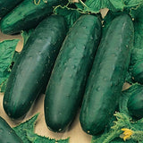 25 Marketmore 76 Cucumber Seeds Heirloom Garden Non-GMO Seeds Free Shipping Garden Plants