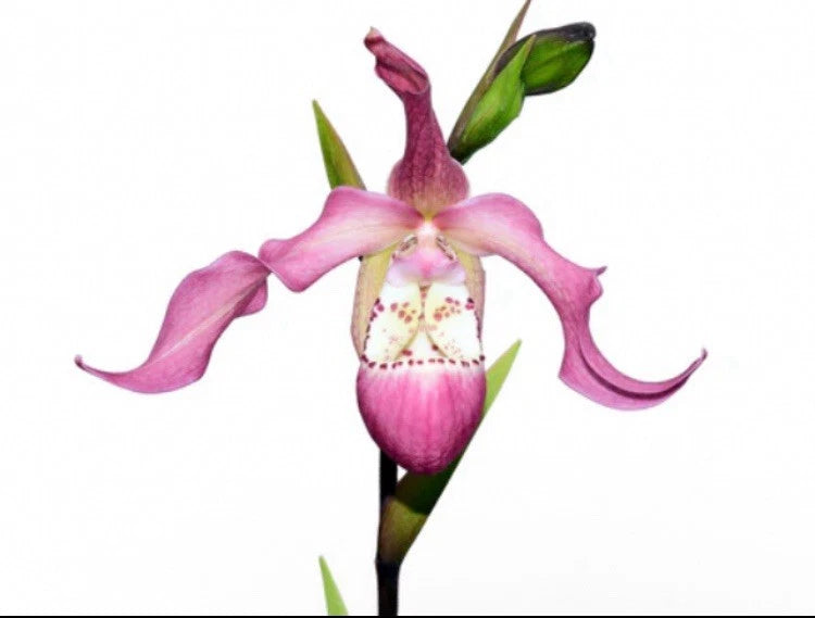 Pink and magenta orchid flower on a green stem