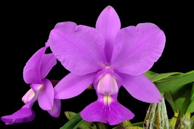 Purple orchid blossoms with 3-lobed lip, yellow throat, and green leaves