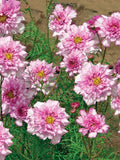 200+ Double Click Bicolor Rose Cosmos Seeds for Garden - USA - FREE SHIPPING! Garden Plants