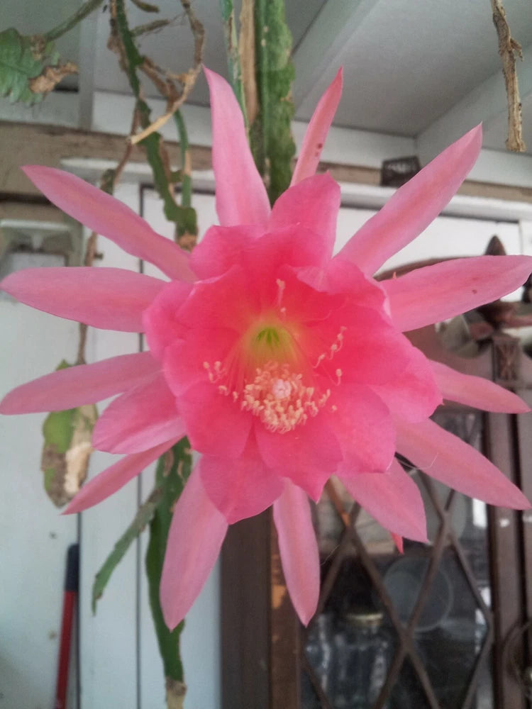 Pink epiphyllum orchid flower on unrooted cutting