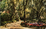 Beautiful Hydrangeas Frames In Spanish Moss  Postcard Hydrangea