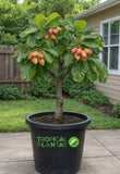 Tropical Almond Tree (Terminalia catappa) Ð Live Shade & Ornamental Tree Ð NO CA Green Plant