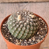 D5638 NEOPORTERIA ODIERI pot10-H5,5-W6,5 cm MaMa Cactus Green Plant