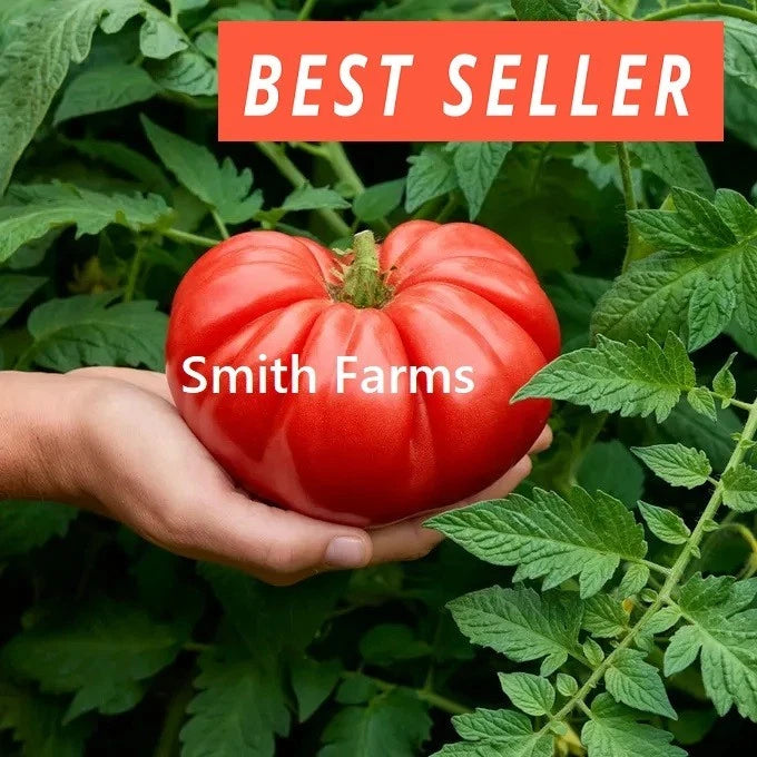 50+ Seeds Groundswell Tomato Hybrid Juicy Easy to Grow Vegetable Garden Planting Garden Plants
