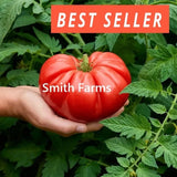 50+ Seeds Groundswell Tomato Hybrid Juicy Easy to Grow Vegetable Garden Planting Garden Plants