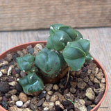 D6935 ASTROPHYTUM MYRIOSTIGMA MONSTER pot10-H6-W7 cm MaMa Cactus Green Plant