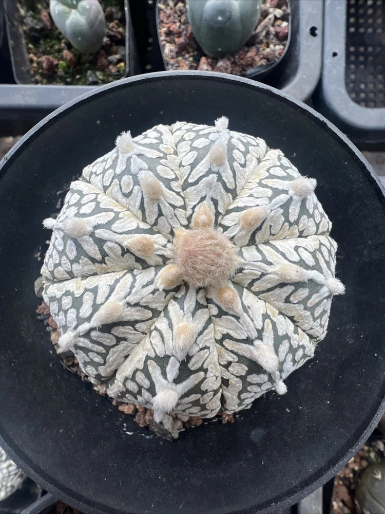 Rare Cacti Astrophytum asterias ÔSnowÕ WYSIWYG Self Rooted Boutique 6.3cm Green Plant
