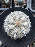 Rare Cacti Astrophytum asterias ÔSnowÕ WYSIWYG Self Rooted Boutique 6.3cm Green Plant