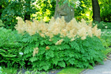 40 GOATS BEARD SEEDS - Aruncus dioicus Garden Plants
