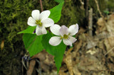 Live Violets White Plant Ð 3Ð5Ó Tall Ð 4Ó Pot Ð Perfect for Indoor Gardening Garden Plants