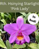 Cattleya (Rth) Hsinying Starlight Ô Pink LadyÕ  In bud as of 3/26, Fragrant! Orchids