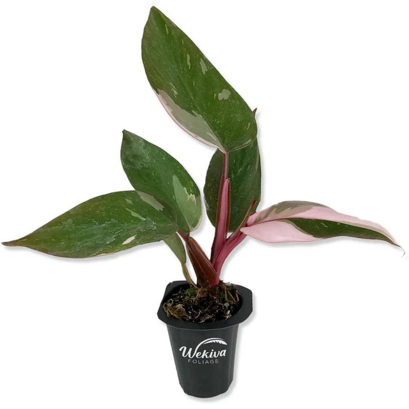 Live philodendron starter plant with green leaves in a 2-inch black pot