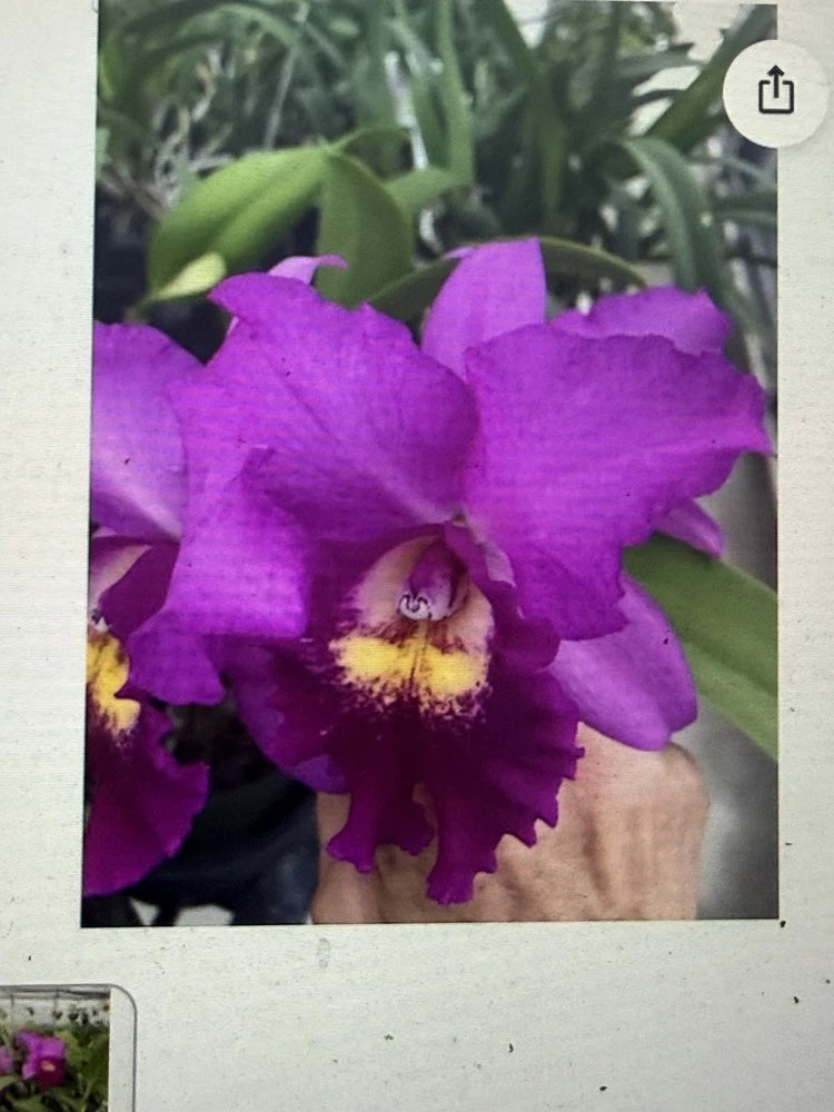 Orchid Plant Pot Hsinying Pink Doll 2 buds 4 in pot Orchids