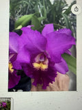 Orchid Plant Pot Hsinying Pink Doll 2 buds 4 in pot Orchids