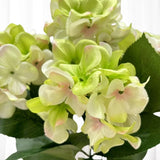 Pack of 2 Cream and Green Artificial Hydrangea 18" Floral Bushes Hydrangea
