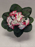 8" ARTIFICIAL semi-miniature African violet (cherry chips) Flowering Plants