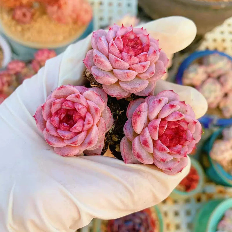 4CM Succulent Plant Echeveria Swan Velvet_Three-Heads_Crassulaceae Home Garden Garden Plants