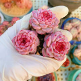 4CM Succulent Plant Echeveria Swan Velvet_Three-Heads_Crassulaceae Home Garden Garden Plants