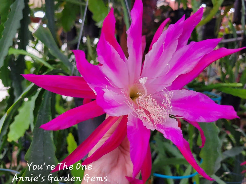 Orchid unrooted cutting with vivid magenta-pink bloom