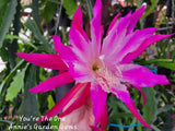 Epiphyllum You're The One Unrooted Cuttings - 8 to 10 inches long Orchids