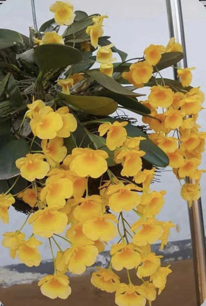 Yellow orchid flowers with green leaves on potted plant