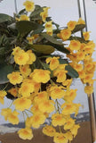 Dendrobium aggregatum Aka lindleyi Yellow BS Orchid Species 4Ó Pot Orchids