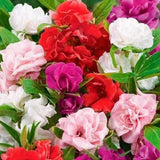 Camelia Flowered Mix Impatiens Seeds | Non-GMO | Free Shipping | Seed Store 1262 Flowering Plants