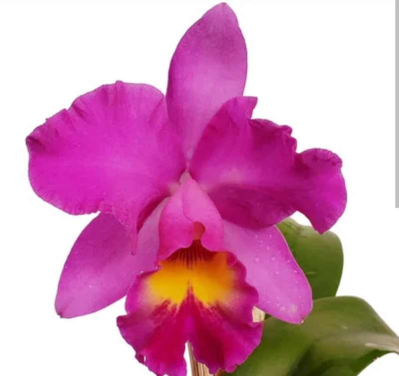 Pink magenta orchid flower with yellow center and green leaves