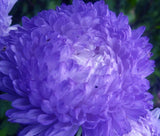 ASTER PAEONY DUCHESS BLUE Callistephus Chinensis - 100 Bulk Seeds Garden Plants