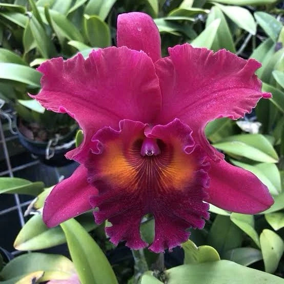 Purple orchid flower with ruffled petals and orange center, surrounded by green leaves