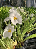 Orchid Miltoniopsis Ivan Komoda ÕPacific CloudsÔ Fragrant Live Plant From Hawaii Orchids
