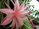 Orchid Cactus,  Aporophyllum Hybrid Sussex Pink  , Don's Quart pots MAR/1 Orchids