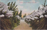 Pampas Grass in Bloom, California Pampas Grass