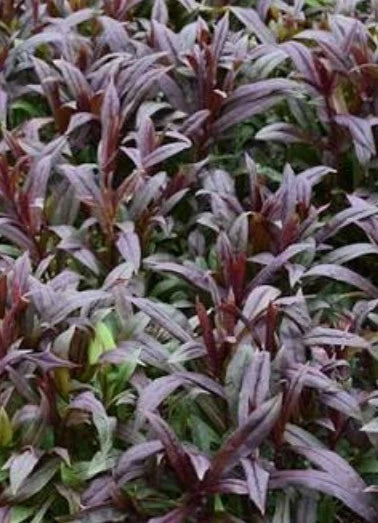 Penstemon Blackbeard perennial plants with dark purple stems and gray-green leaves