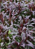 Penstemon Blackbeard 3 Plants Perennial, Flowers. Garden Plants