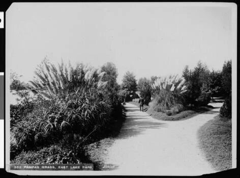 Eastlake Park Showing Large Clusters Of Pampas Grass 1900-1909 Cal - Old Photo Pampas Grass