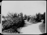 Eastlake Park Showing Large Clusters Of Pampas Grass 1900-1909 Cal - Old Photo Pampas Grass