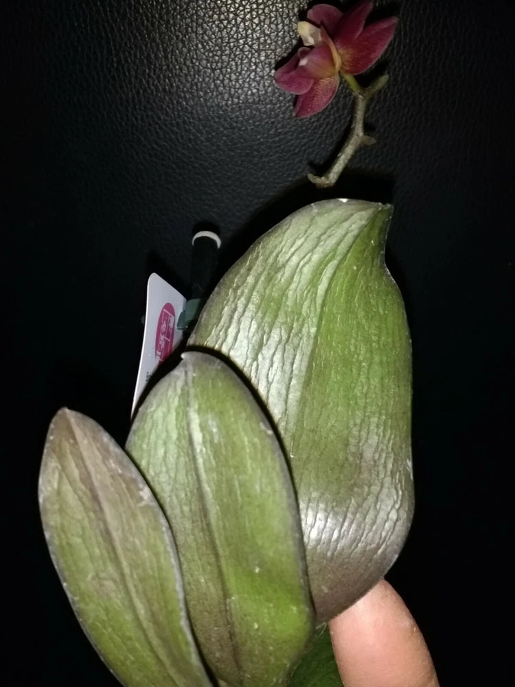 Orchid mini Plants, TWO BARE ROOTS Orchids