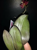Orchid mini Plants, TWO BARE ROOTS Orchids