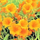 25 ORANGE STELLA DE ORO DAYLILY SEEDS Garden Plants