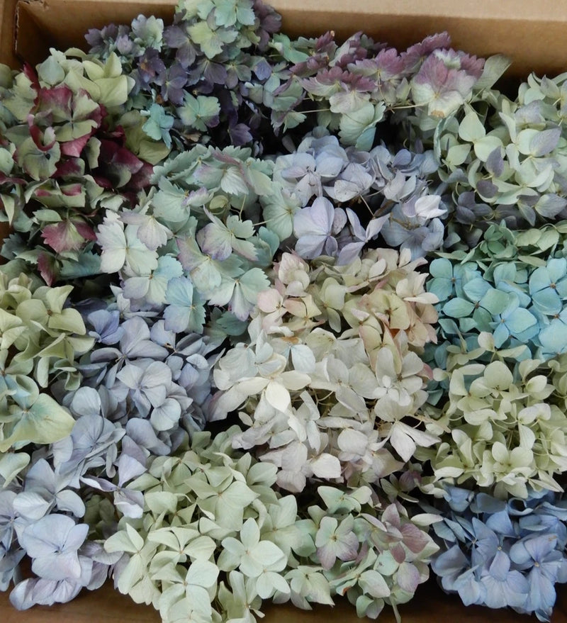 40+ Box Dried Hydrangea Flowers Pieces Lt Blue, Purple, Green + Cream DIY Crafts Hydrangea