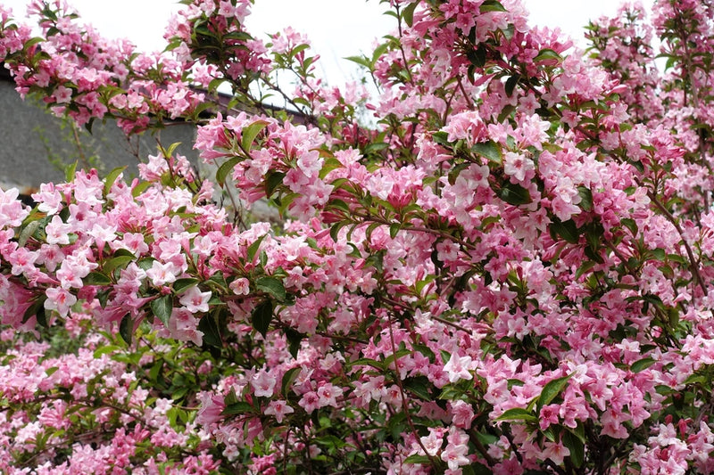 50 OLD FASHIONED WEIGELA Florida Bush Shrub Flower Seeds Flowering Plants